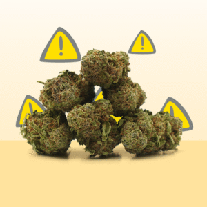 Critical CBD ⚠️ [Indoor]