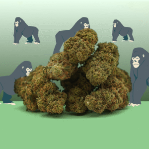 Gorilla Glue CBD 🦍 🦍. [Indoor]