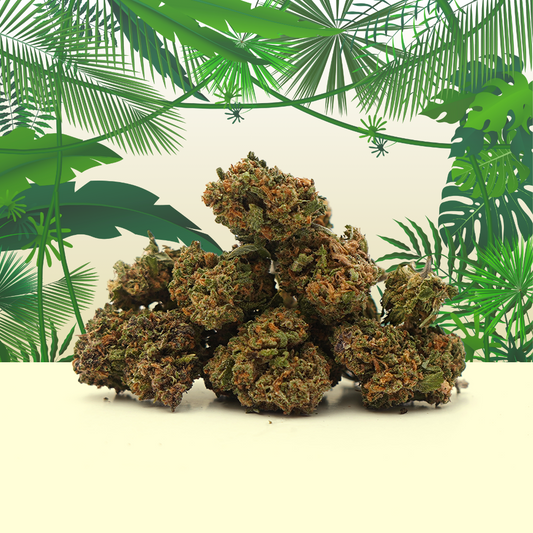 Tropical Haze CBD Small Buds🌴