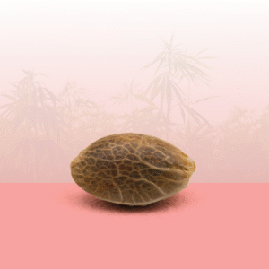 Feminisierte Samen - Candy Kush THC 🍬.