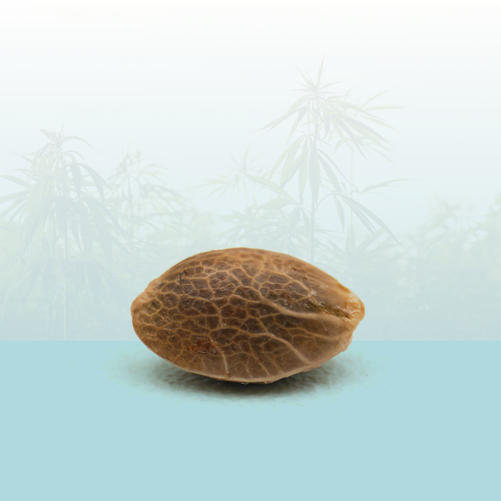 Feminisierte Samen - Moby Dick CBD 🐋.