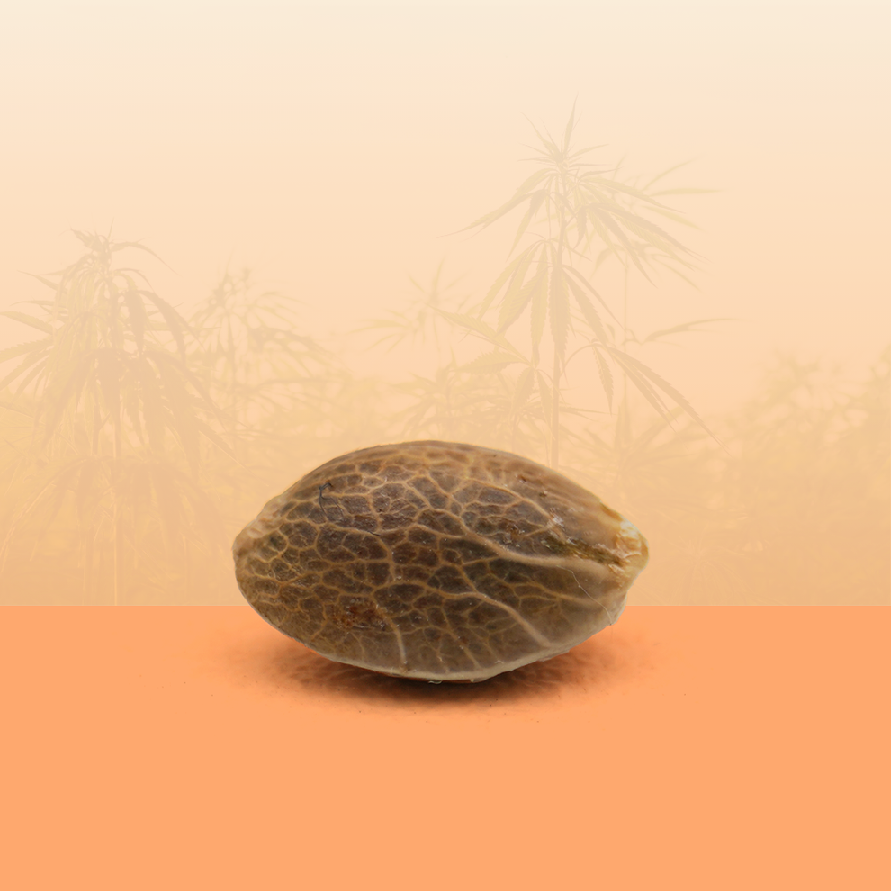 Feminisierte Samen - Sunset Sherbet THC 🍧.