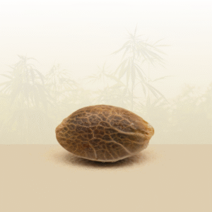 Feminisierte Samen - Wedding Cake THC 🎂.