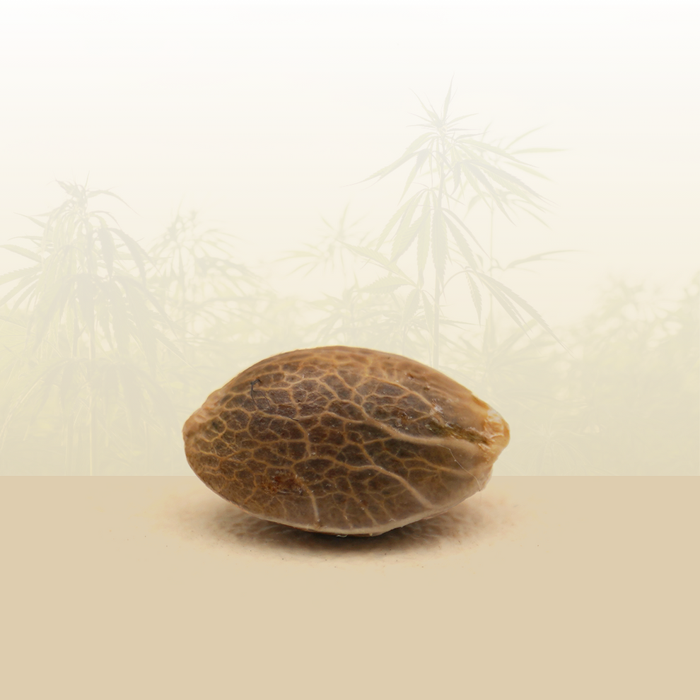 Feminisierte Samen - Wedding Cake THC 🎂.